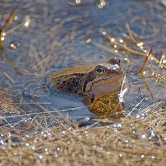Frog sitting in the puddle partly raised above the water level and watching