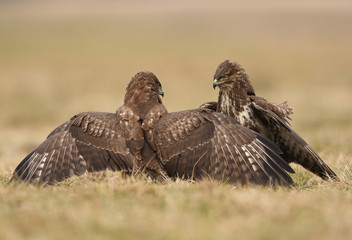 Common buzzard (Buteo buteo)