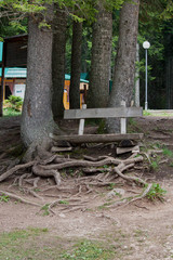 wooden bench in the roots of an old tree. Montenegro