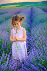 Plakaty  piękna mała dziewczynka zbiera bukiet na lawendowym polu o zachodzie słońca