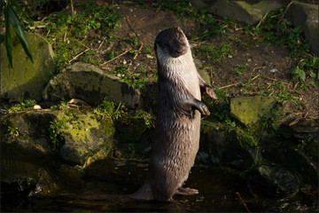 Otter