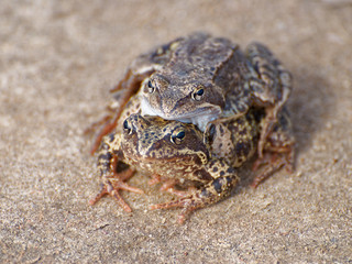 Couple of frogs, probably Rana temporaria or Common frog mating at sunny spring day