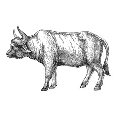 Zoo. African fauna. Bull, ox, buffalo. Hand drawn illustration for tattoo design, emblem, badge, t-shirt print. Engraving of wild animal. Classic vintage style image.
