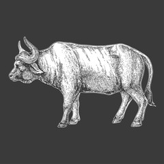 Zoo. African fauna. Bull, ox, buffalo. Hand drawn illustration for tattoo design, emblem, badge, t-shirt print. Engraving of wild animal. Classic vintage style image.