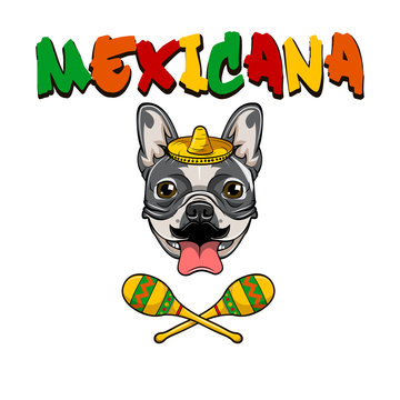 Bulldog wearing in sombrero with maracas. Vector illustration.