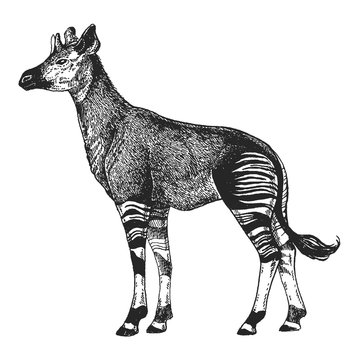 Zoo. African fauna. Okapi. Hand drawn illustration for tattoo design, emblem, badge, t-shirt print. Engraving of wild animal. Classic vintage style image.