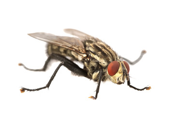Fly with red eyes on a white background