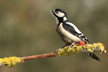 Great Spotted Woodpecker (Dendrocopos major)
