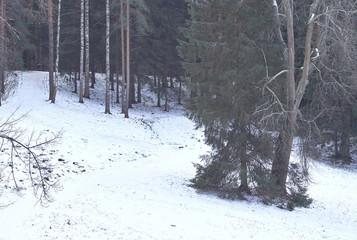 View of a snow-covered clearing in the forest