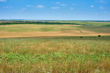 beautiful summer landscape, green field and bright cloudy sky