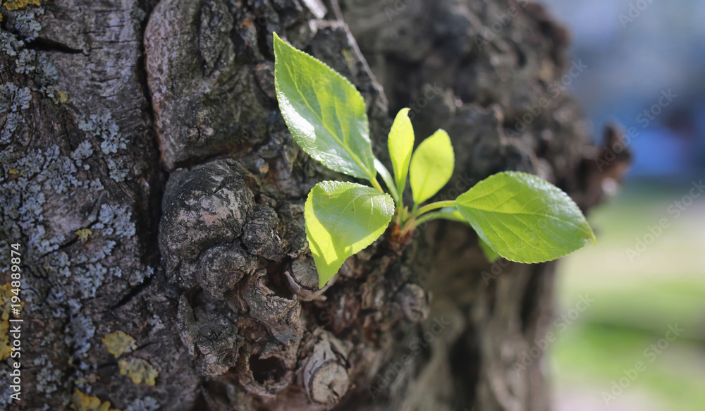 Wall mural small new leaf on tree