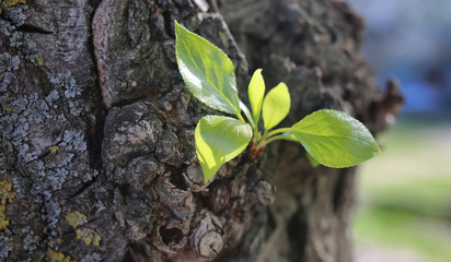 small new leaf on tree