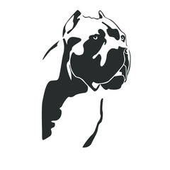 Portrait of dog cane Corso Italiano. The head of the Molossian.. Black on a white background. Vector illustration.