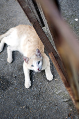White and yellow cat on street
