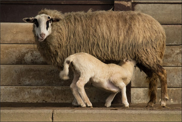 schaf lamm