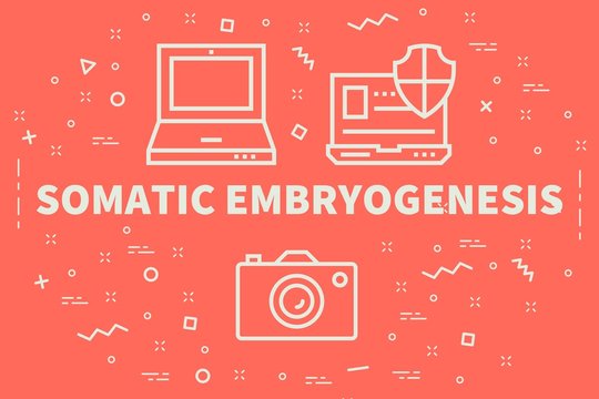 Conceptual business illustration with the words somatic embryogenesis