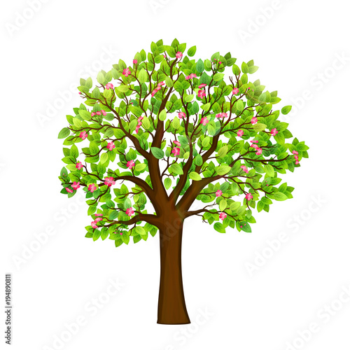"Spring blooming tree on white background vector" Stock image and