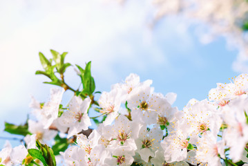 Spring nature background with cherry blossom on blue sky background