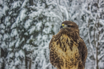 Eagle close portrait in winter carpathian mountains landscape background