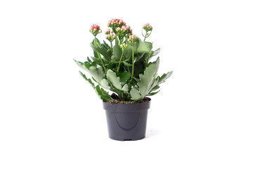 red kolanchoe in a plastic pot, isolate on a white background