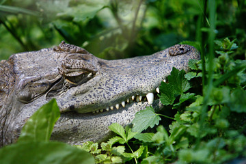 Obraz premium Wild crocodile head with claw in green foliage