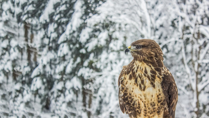 Eagle close portrait in winter carpathian mountains landscape background
