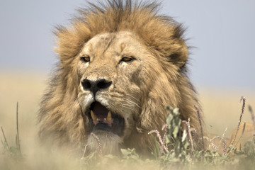Fototapeta na wymiar Portrait of wild free roaming african lion