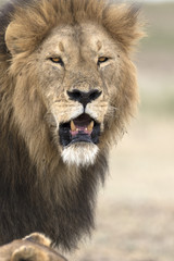 Portrait of wild free roaming african lion