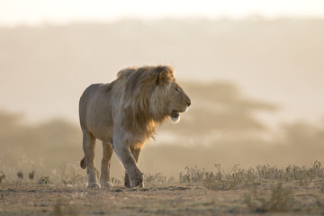 Fototapeta premium Portrait of free ranging wild african lion