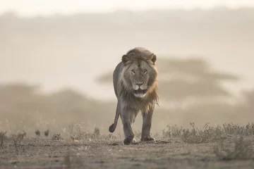 Photo sur Aluminium Lion Portrait of free ranging wild african lion