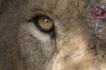 Portrait of free ranging wild african lion
