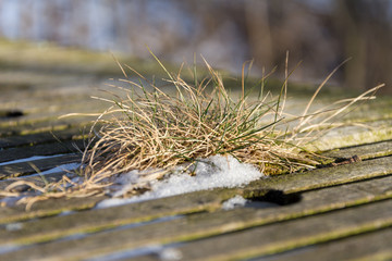 Tufts of grass between wooden slats