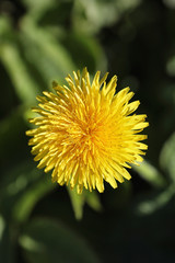 Spring nature. Leaves and bushes with the first green leaves in 