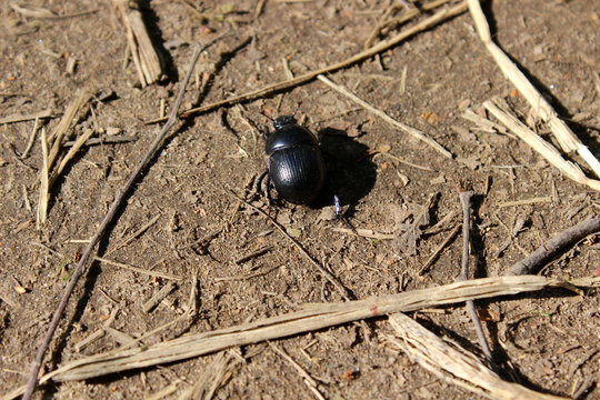 Pferdekot Images – Browse 53 Stock Photos, Vectors, and Video | Adobe Stock