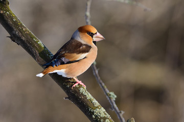 The hawfinch sits on a branch covered with lichen (reflected in eye).