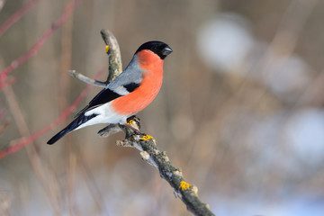 Eurasian bullfinch sits on a branch covered with lichen (under the rays of the rising sun).