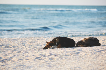 cute dogs sleep on the beach at dawn