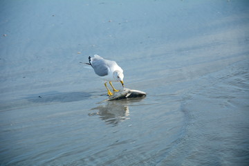 A hungry seagull devouring a fish by the oceans edge