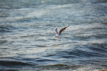 a Seagull flies over waves