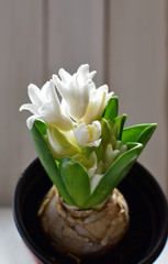a small white hyacinth flower in a pot. selective focus.