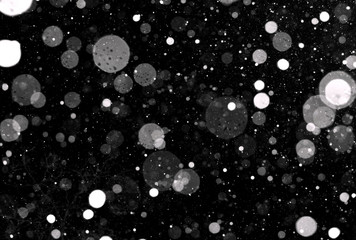snowflakes at night