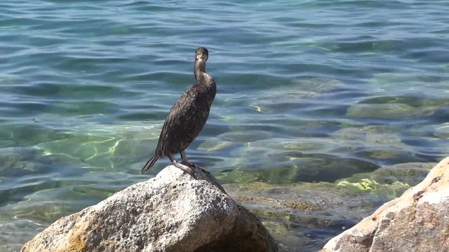 krk cormorant slowmo 03