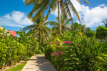 Mexico, Cancun. Park with palms and tropical plants