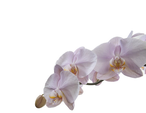Pink colored orchid isolated on white background.    