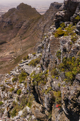 View of the Landscape on the Table Mountain in Cape Town, South Africa on a sunny Day with blue Sky