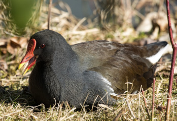 Teichhuhn Teichralle