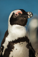 Close-up Portrait of a Penguin in Simon's Town, South Africa
