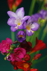 Fototapeta na wymiar Bouquet of Blue or Purple and Pink freesias flower, isolated on Green Background. Spring Time.
