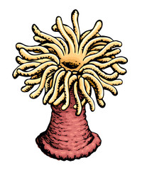 Sea anemone. Vector sketch