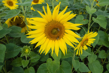 Bienen in Sonnenblume 